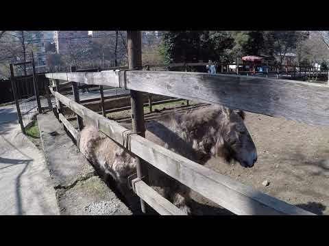 วีดีโอ: สวนสัตว์ Krasnoyarsk 
