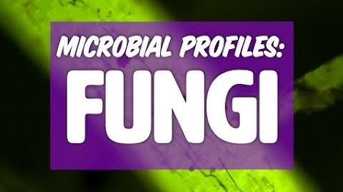Microbial Profiles: FUNGI pt 1 with Matt Powers | Regenerative Soil Microscopy