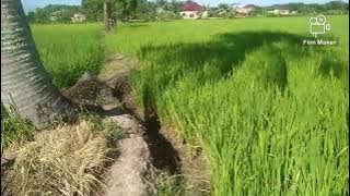 lagu tapsel. gasgas natinggal sataon.