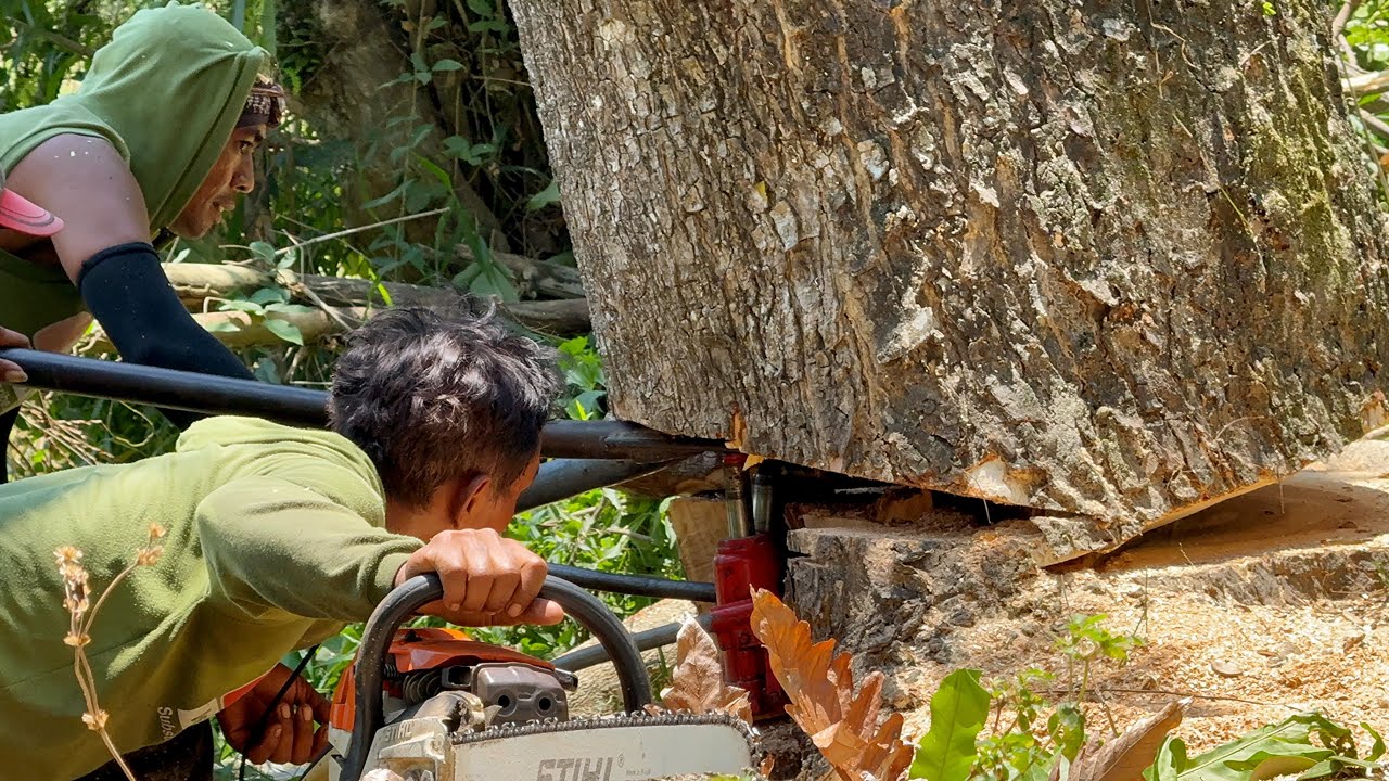 Jack vs. Leaning Tree Full of Ants! The 2nd Tree Makes Your Heart Pound!