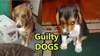 Guilty DOG Face Reaction - Guilty Dogs Video Compilation 2020 by Cute Animal World 198 views 3 years ago 12 minutes, 9 seconds