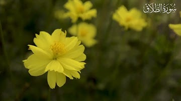 سورة الطلاق بصوت المقرئ احمد خضر الطرابلسي