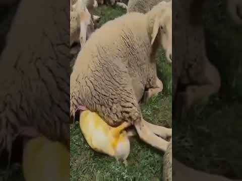 شاهد لاول مرة ولادة الغنم قناة فخر العرب