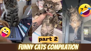 Amazing cat Videos funny cats compilation