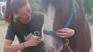 Spritzen, Fieber messen, Medikamente: So übt Ihr mit Eurem (jungen) Pferd. Shire-Horse-Projekt (4)