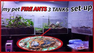 MASSIVE 3 YRS. OLD PET ANTS UPDATE! | D colony