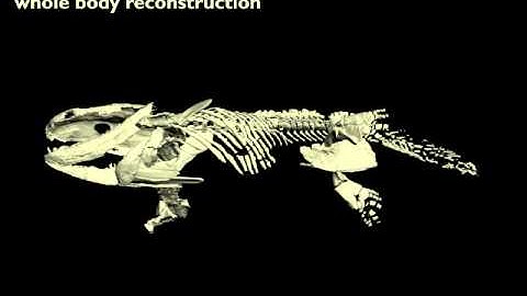 Ichthyostega (Movie 1)