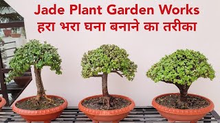 जेड प्लांट को हरा भरा घना बनाए का एक दम सही तरीका / Jade Plant Garden Works by Shampy's Garden 2,675 views 3 days ago 8 minutes, 20 seconds