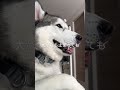 悲しいことがありました #シベリアンハスキー #大型犬のいる生活