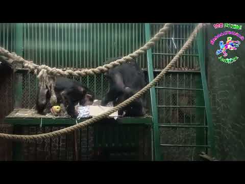 Збагачення середовища шимпанзе