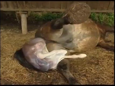 Βίντεο: Πώς γεννά ένα άλογο