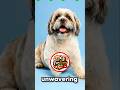 what happen if a Shig tzu is breed with other dogs?