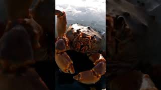 Self-Closing Alaska Ice Trap – The Catch Will Shock You!
