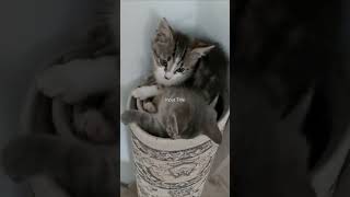 petit chatons _قطط مرحةcat #chaton #mignon #liege #shortvideo #viralvideo#belgique #الجالية_المغربية