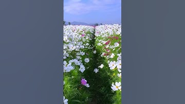 【•سُبْحَانَ اللَّهِ وَبِحَمْدِهِ ،•، سُبْحَانَ اللَّه الْعَظِيم•】🤍✨🩵🥀#ماهر_المعيقلي #سورة_السجدة