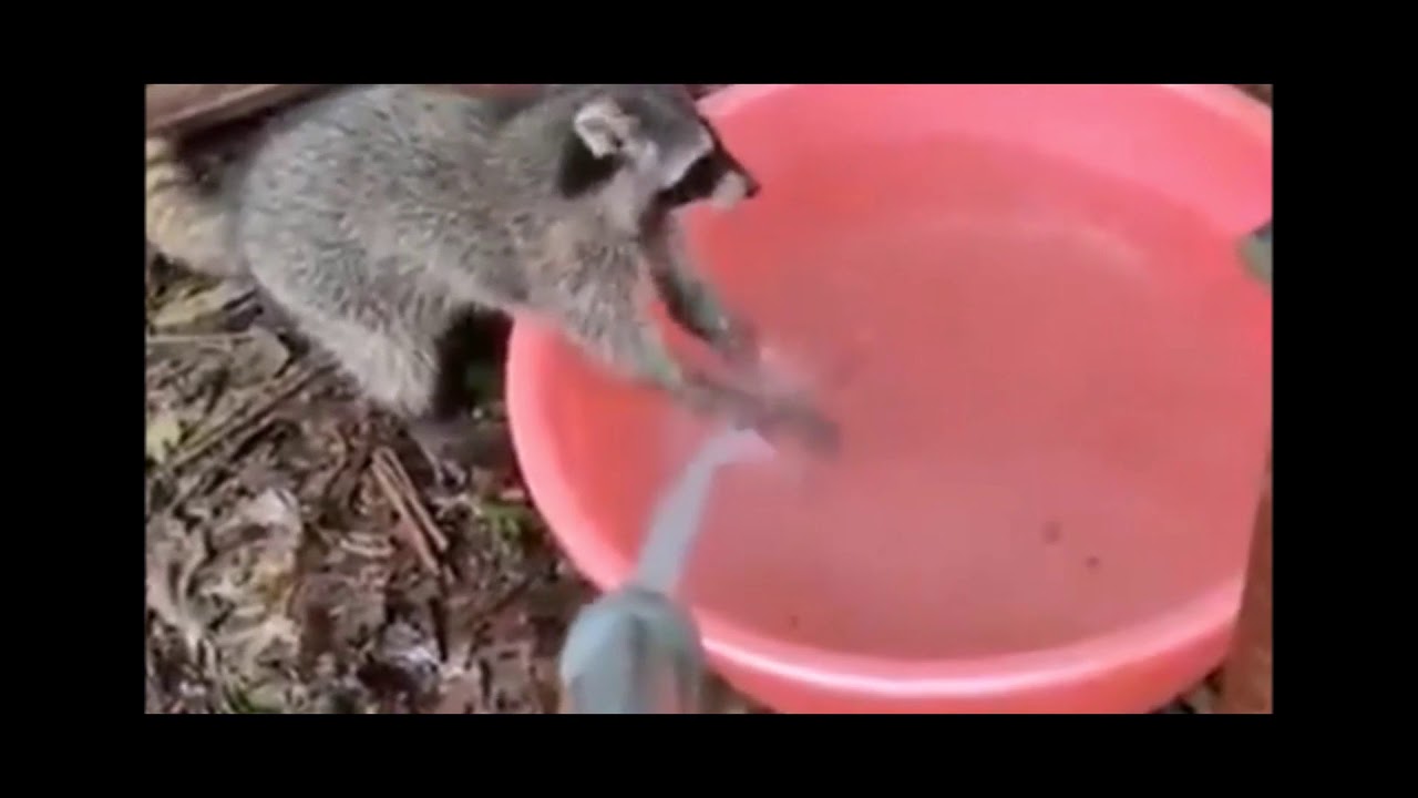 These animals showing how to wash hands are now social media stars - YouTube
