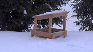 Local birds are loving our Covered Platform Feeder! Constructed out of durable cedar, the feeder has a slanted roof to direct water 