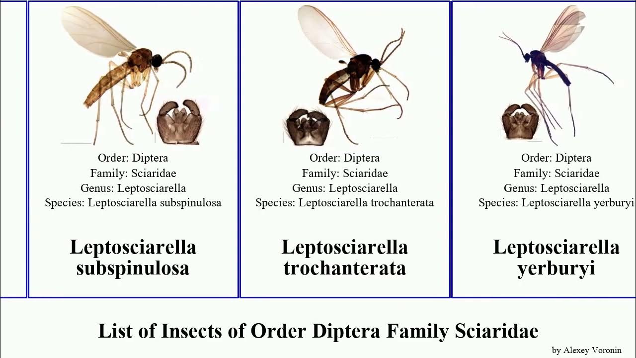 Sciaridae — Wikipédia
