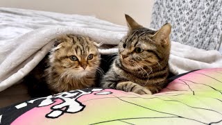 先住猫と新入り子猫が初めてベッドで一緒に寝るとこうなりますw