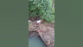 Maen Mewmewan Puguh Ti Kusruk Ge Telen🙈🤣🤣