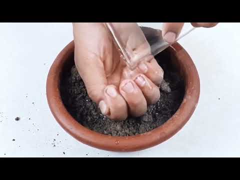 Cultivo de cardamomo