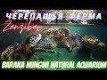 Купание с черепахами в аквариуме Baraka Natural Aquarium Занзибар  | Как добраться, стоимость.