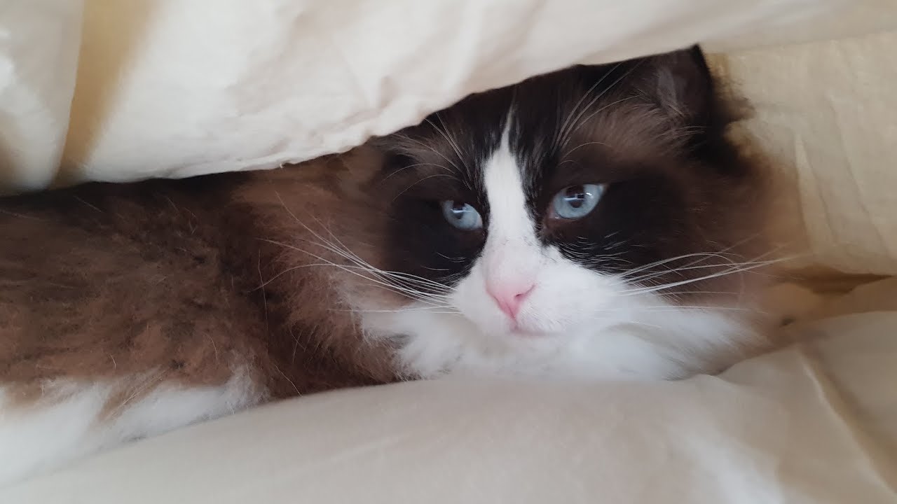 Talkative cat just listen to one magical word...birds!! (Timo the