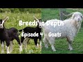 Breeds in Depth - Ep.4 Goats