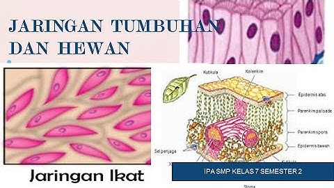 Apakah fungsi jaringan Perisikel pada akar tanaman Roboguru?