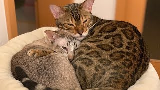 Katzenfreunde fürs Leben (finden) - Vergesellschaftung von Katzen