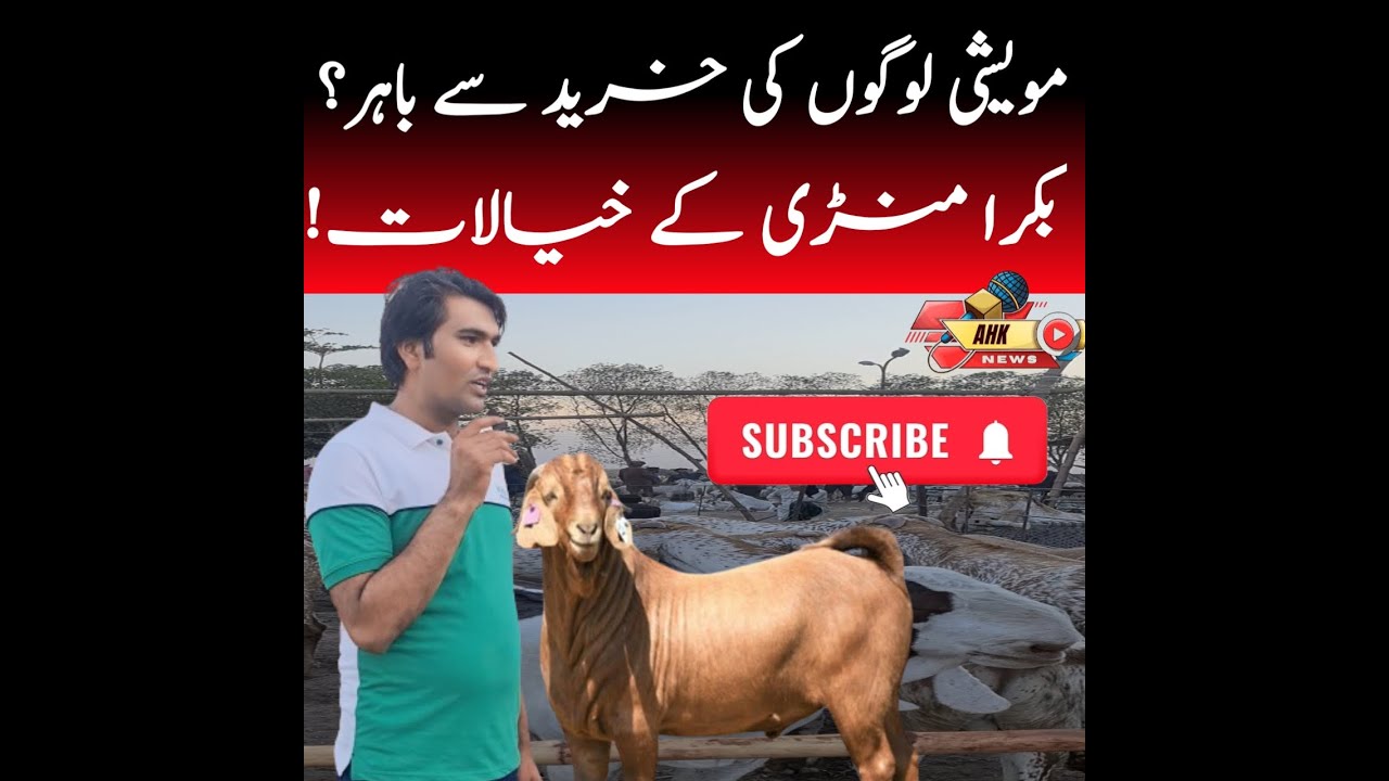 Last Two Days Of Buying Animals For Eid Ul Adha Great Rush In Lahore last-two-days-of-buying-animals-for-eid-ul-adha-great-rush-in-lahore