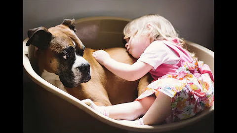 Como homenagear cachorro?