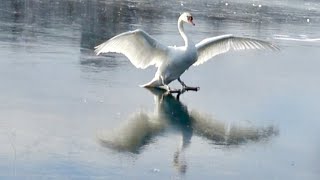 IJslanding zwaan op het Weerwater in Almere