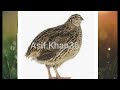 Female quail sound madi batair ki awaz batair karkaree   female batair ki awaz bater ki voicepart 29