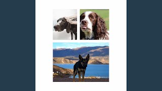 Famous Warm Backdrops for Cool Pups Net Worth