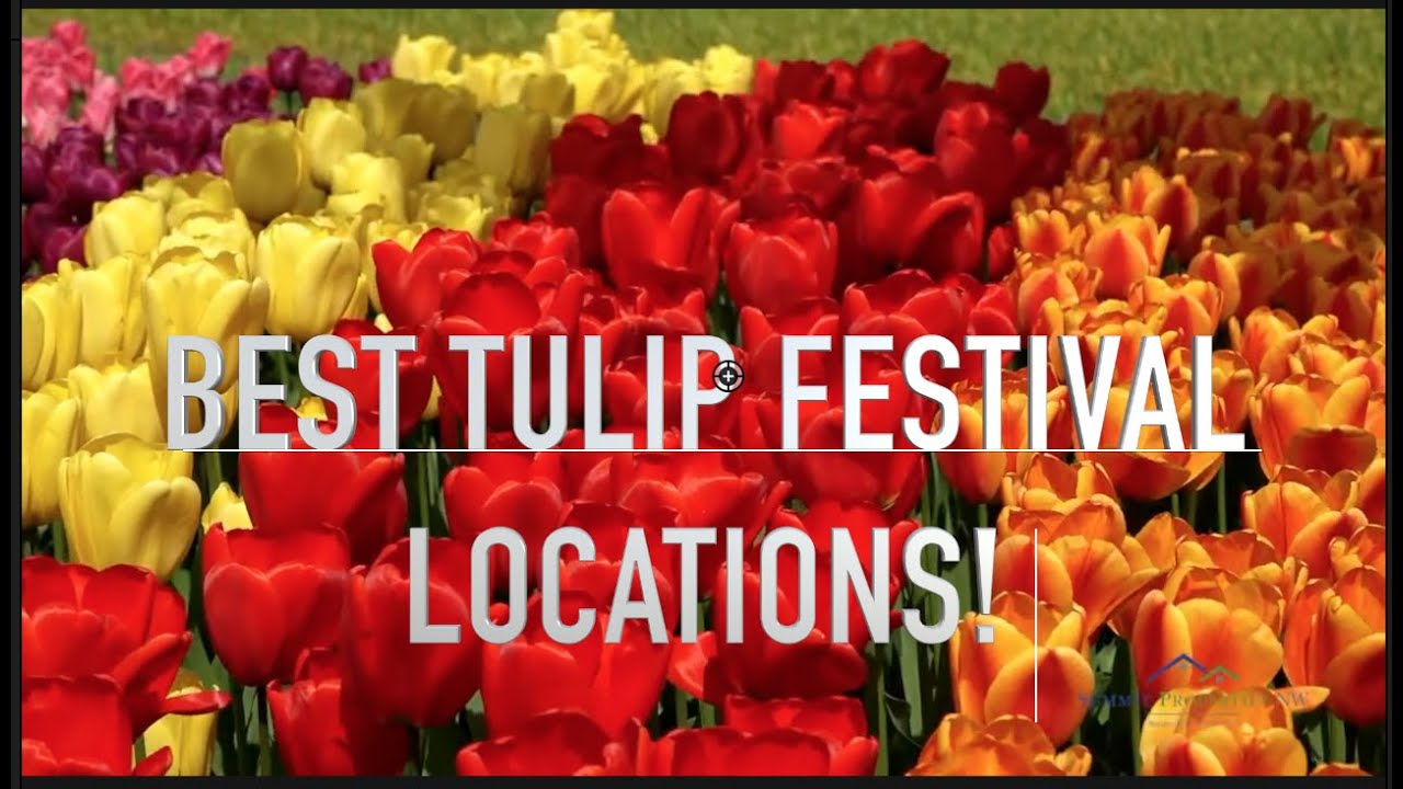 BEST PLACES TO SEE TULIPS IN WASHINGTON! (2022 TULIP FESTIVAL) YouTube