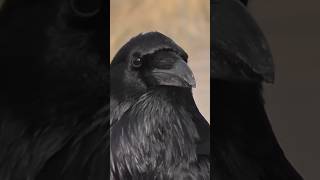 Curious raven