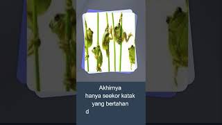 Cerita yang menginspirasi - Seekor Katak yang Tuli