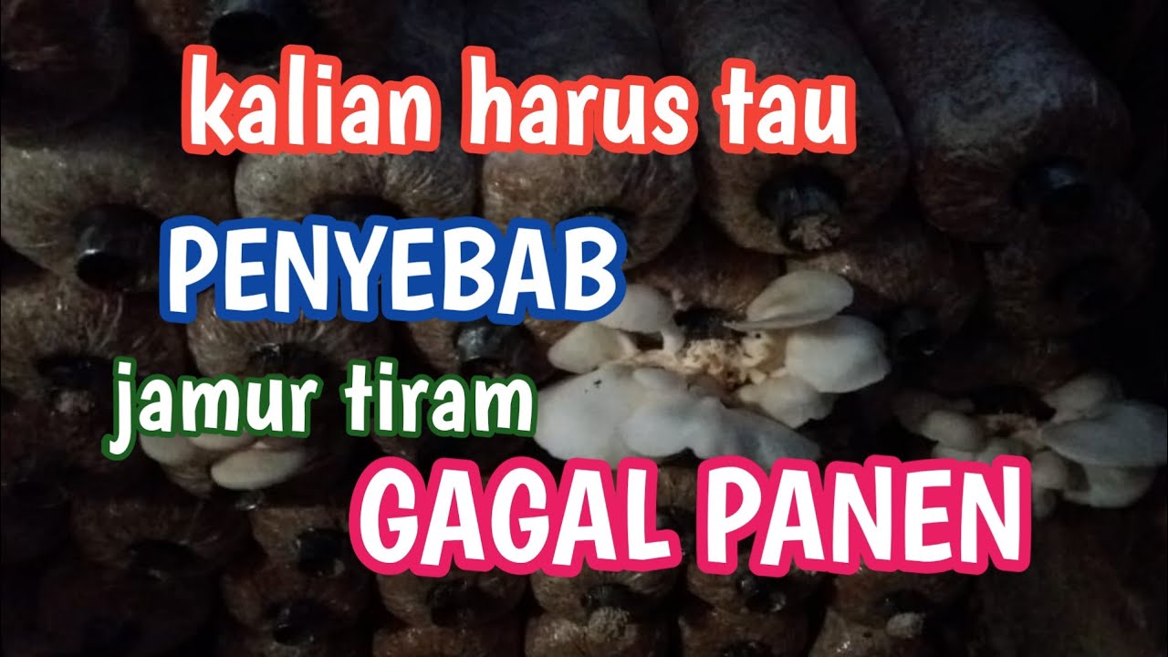 penyebab jamur tiram gagal panen YouTube