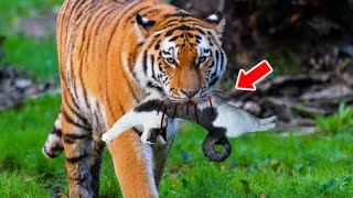 Cat Adopts a Tiger Cub Years Later the Unexpected Happens!