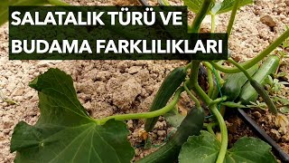 Salatalık Hıyar Fidelerinde Budama Ve Gelişim. Oturak Ve Sırık Salatalık Arasındaki Fark Ve Budama