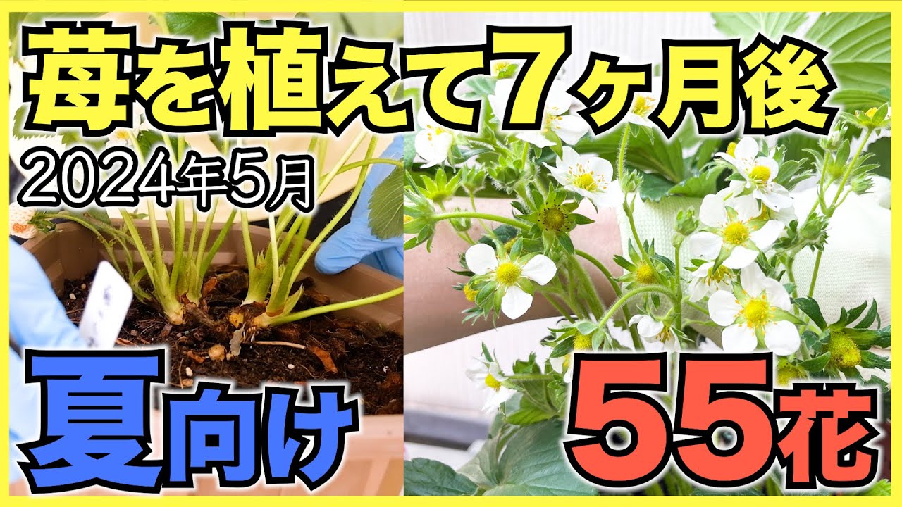家庭菜園のいちご2024年5月】いちごを植えて7ヶ月後の生育！夏に向けて