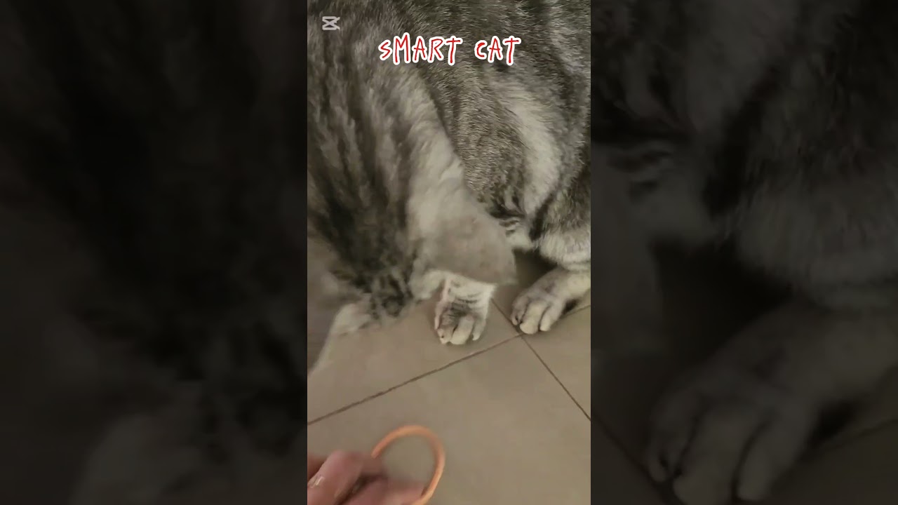 Funny Cat : Miko in Action