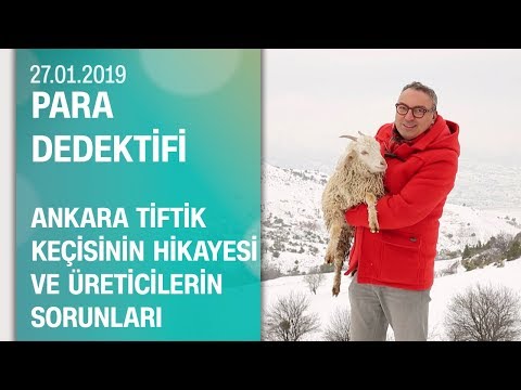 Cem Seymen 'Ankara tiftik keçisi'nin hikayesini anlattı - Para Dedektifi 27.01.2019 Pazar