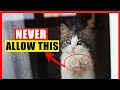 If you have an indoor cat never do this common indoor cat mistakes