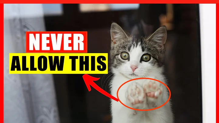 If You Have an Indoor Cat, Never Do THIS! (Common Indoor Cat Mistakes) - DayDayNews