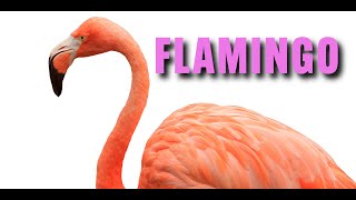 Get to Know the Flamingos at Cincinnati Zoo