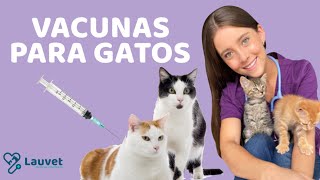 VACUNAS PARA GATOS   Lauvet