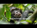 [UGANDA] Chimps Wildlife [KIBALE NATIONAL PARK]