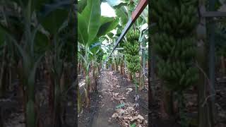 Muz Taşıma Ray Sistemi